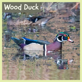 Wood Duck